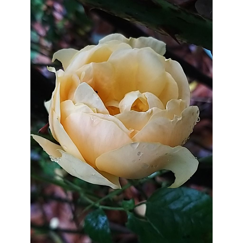 Floribundaruusu Bernstein Rose Taneitber