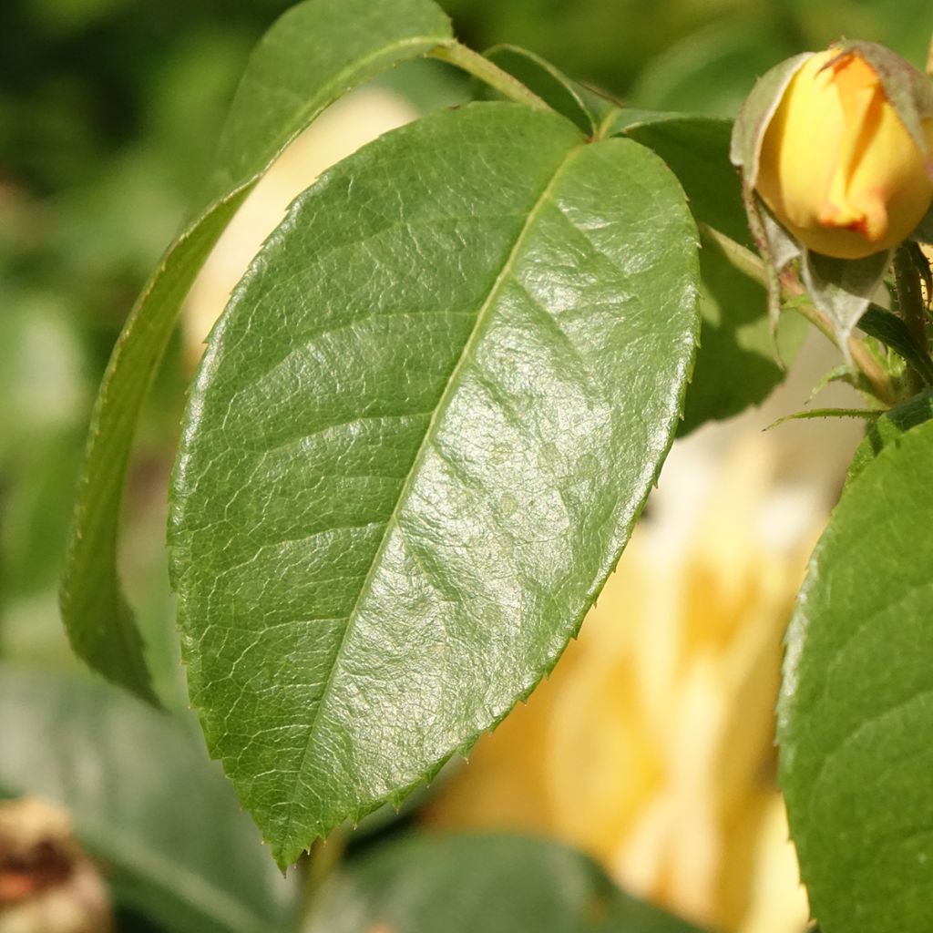 Floribundaruusu Bernstein Rose Taneitber