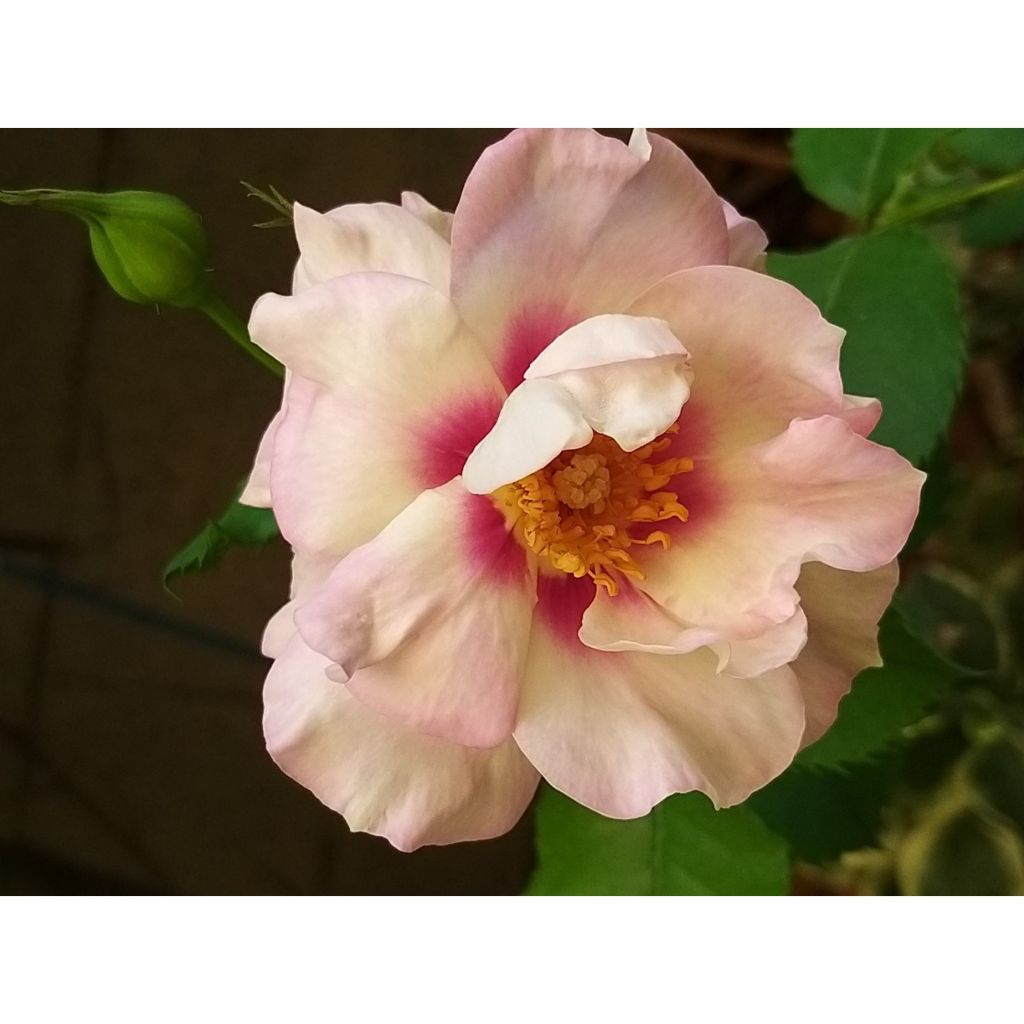 Floribundaruusu Eyes for You
