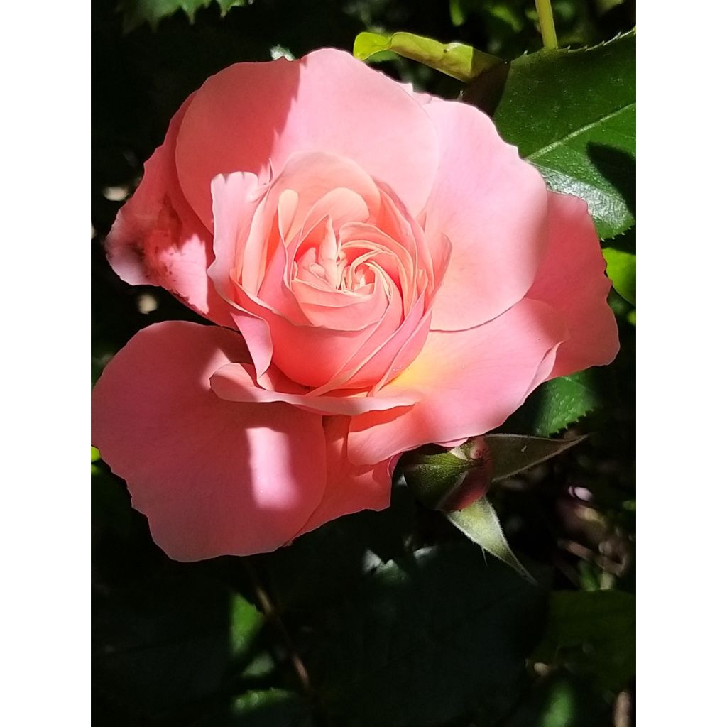 Floribundaruusu Botticelli