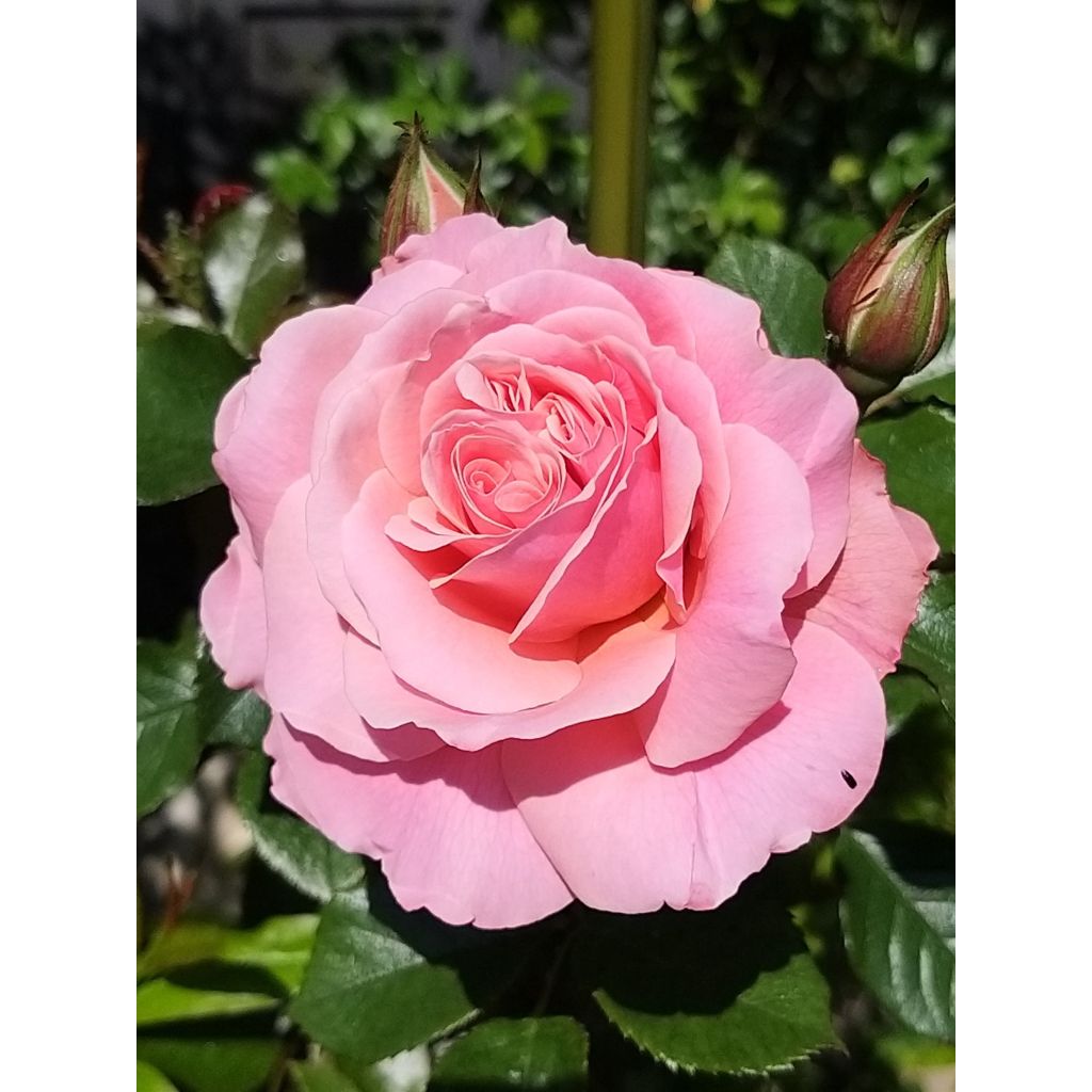 Floribundaruusu Botticelli
