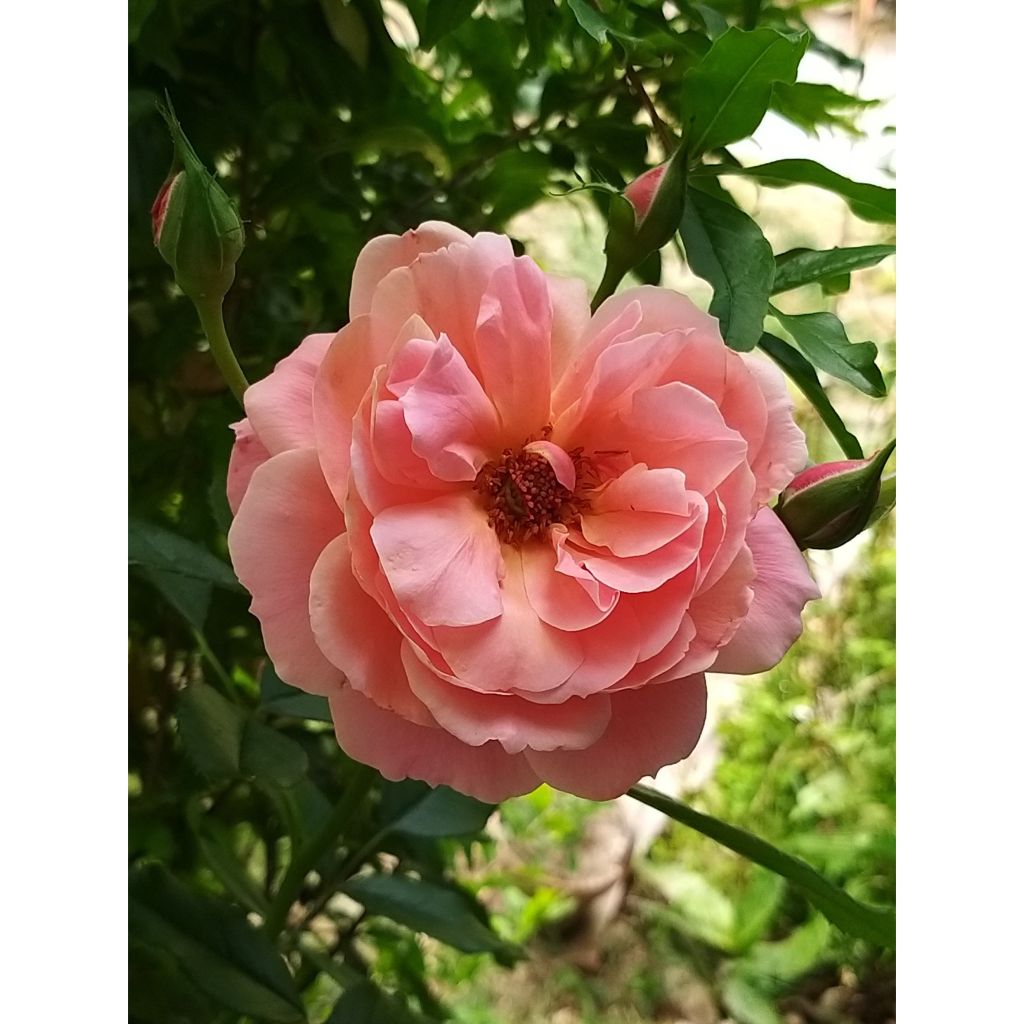 Floribundaruusu Botticelli