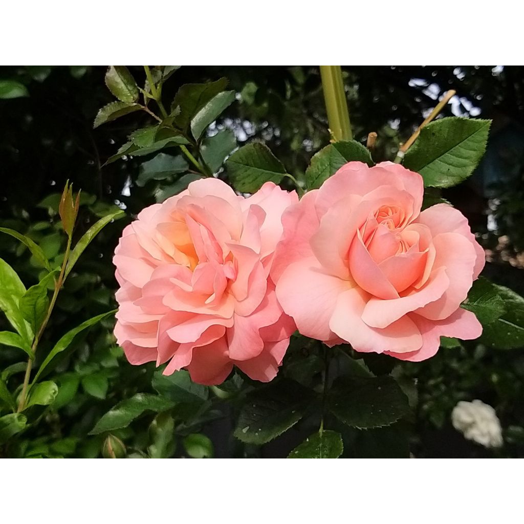 Floribundaruusu Botticelli