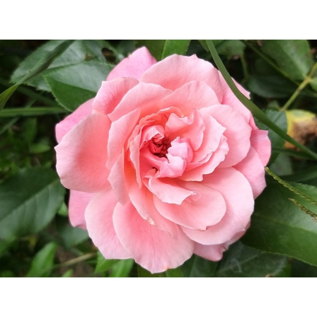 Floribundaruusu Botticelli