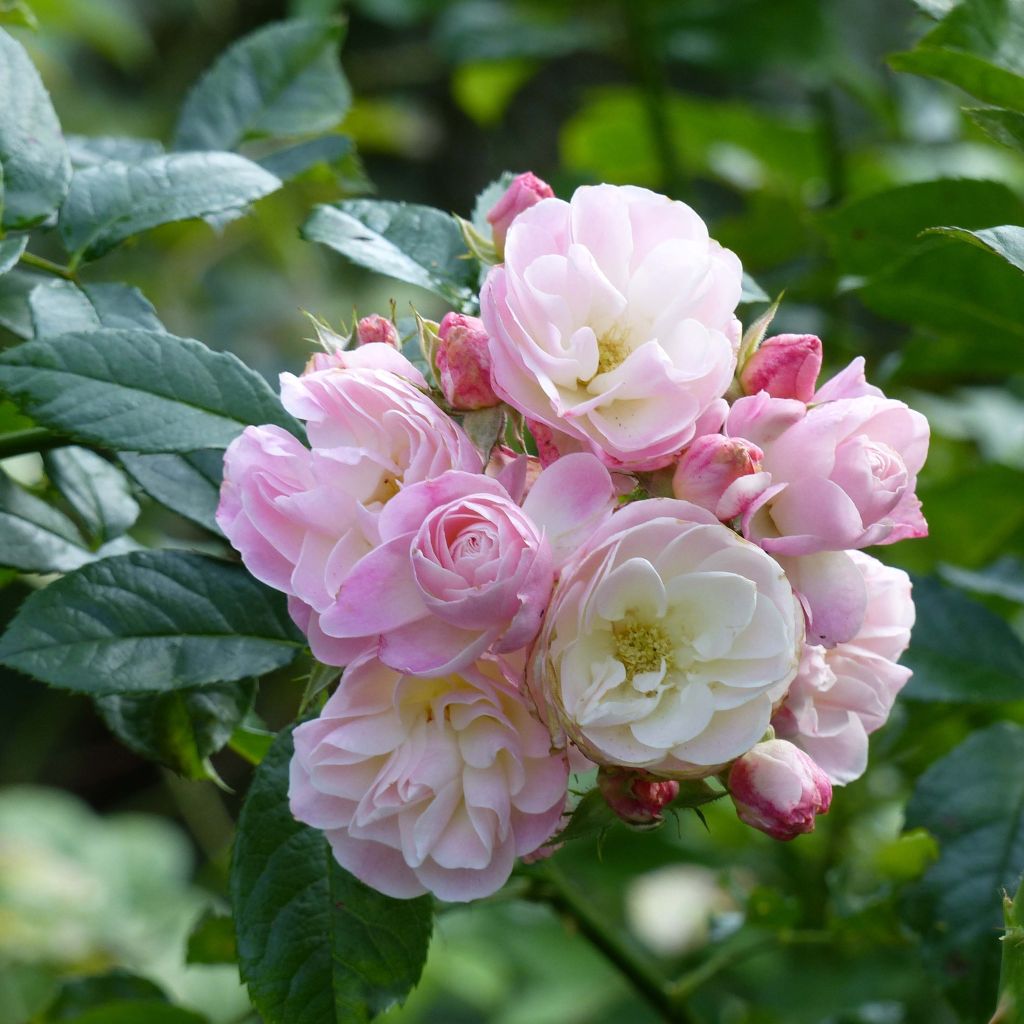 Floribundaruusu Bouquet Parfait