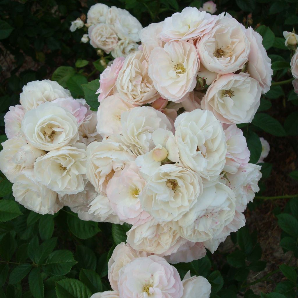 Floribundaruusu Bouquet Parfait