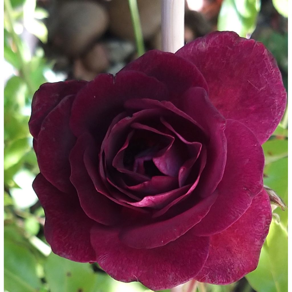 Floribundaruusu Burgundy Ice