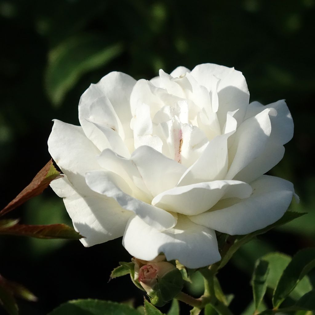 Floribundaruusu Carte Blanche