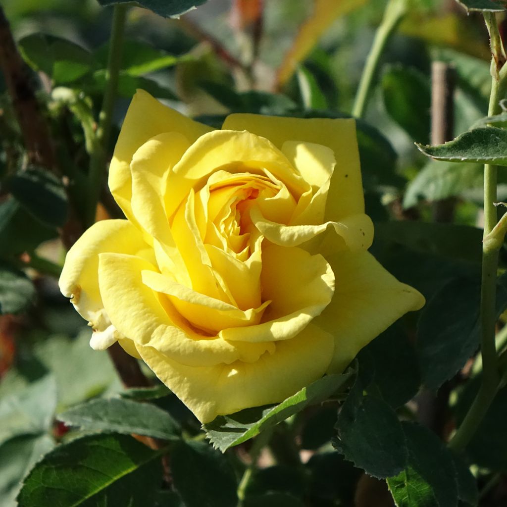 Floribundaruusu Carte D'OR
