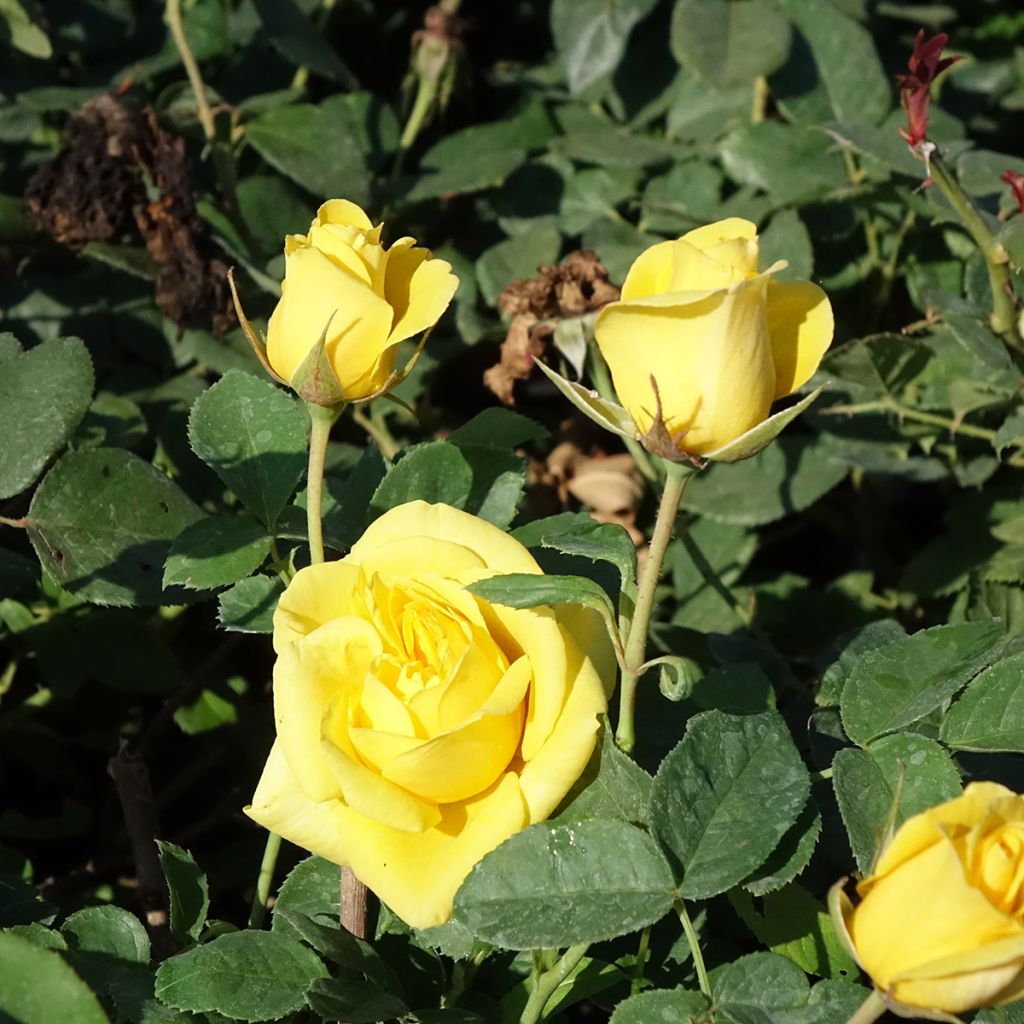 Floribundaruusu Carte D'OR
