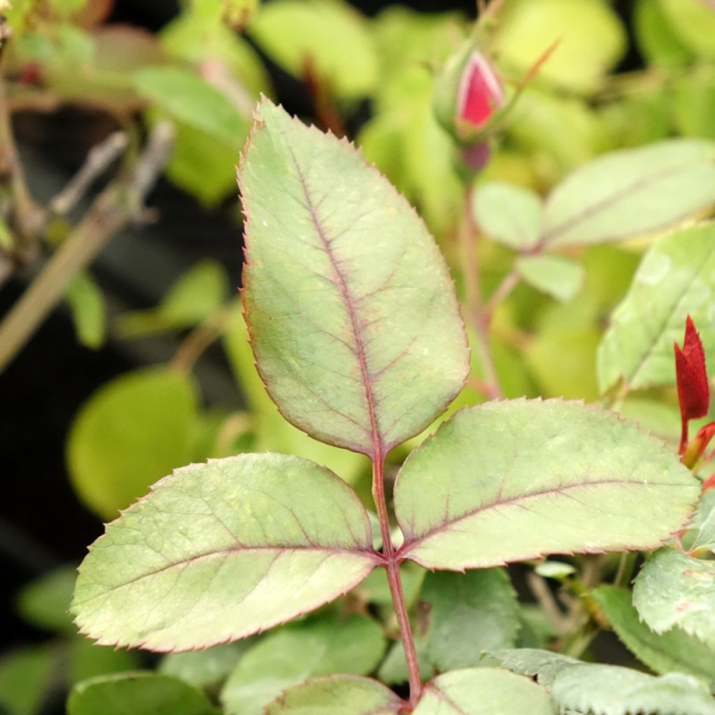 Floribundaruusu Cherry Bonica