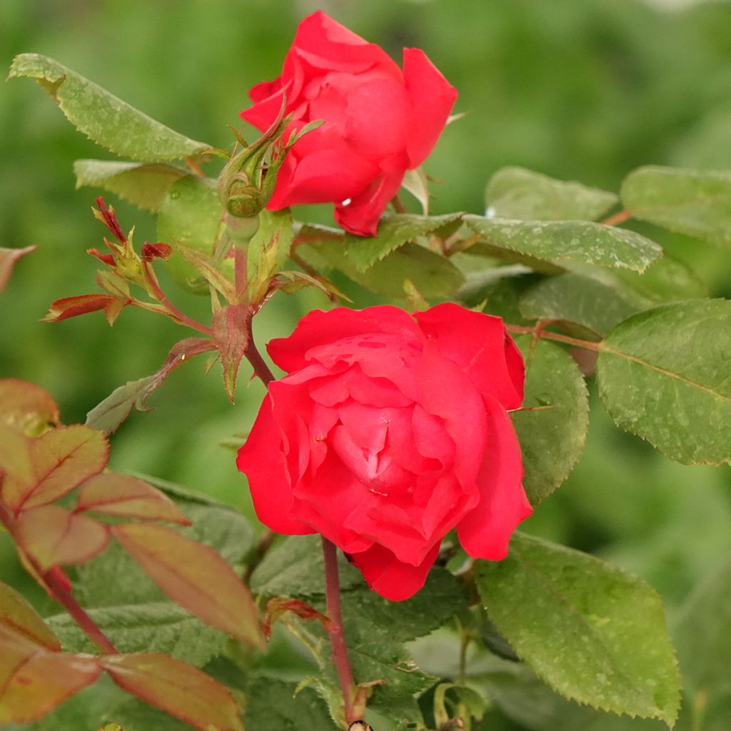 Floribundaruusu Cherry Bonica