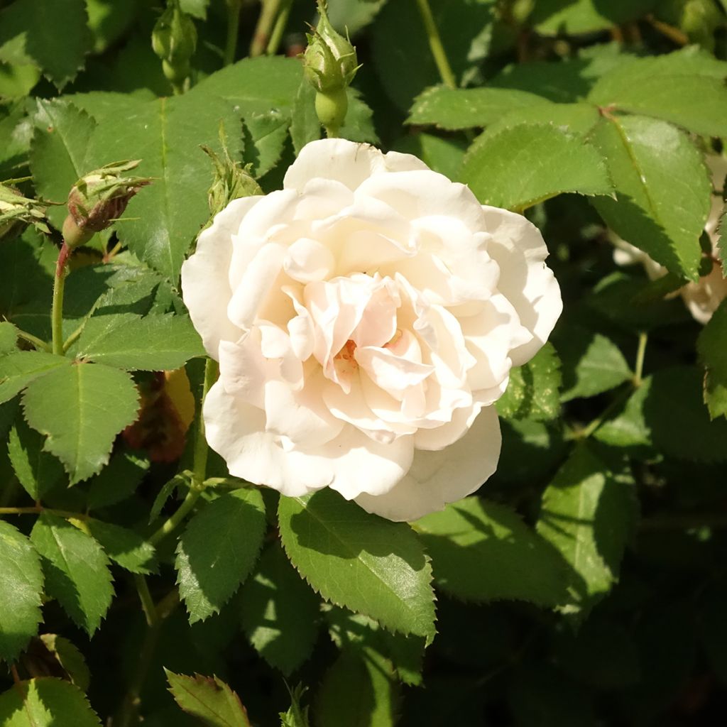 Floribundaruusu Crème Chantilly
