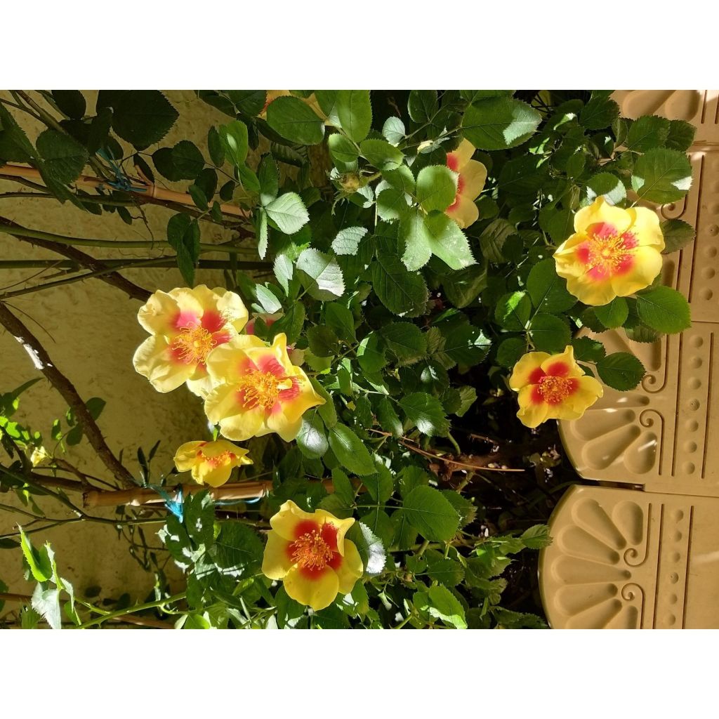 Floribundaruusu Cyrus