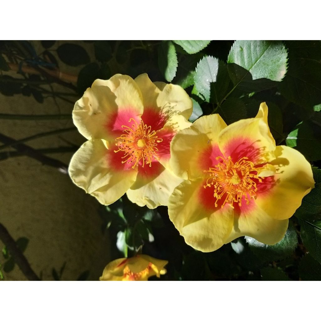Floribundaruusu Cyrus