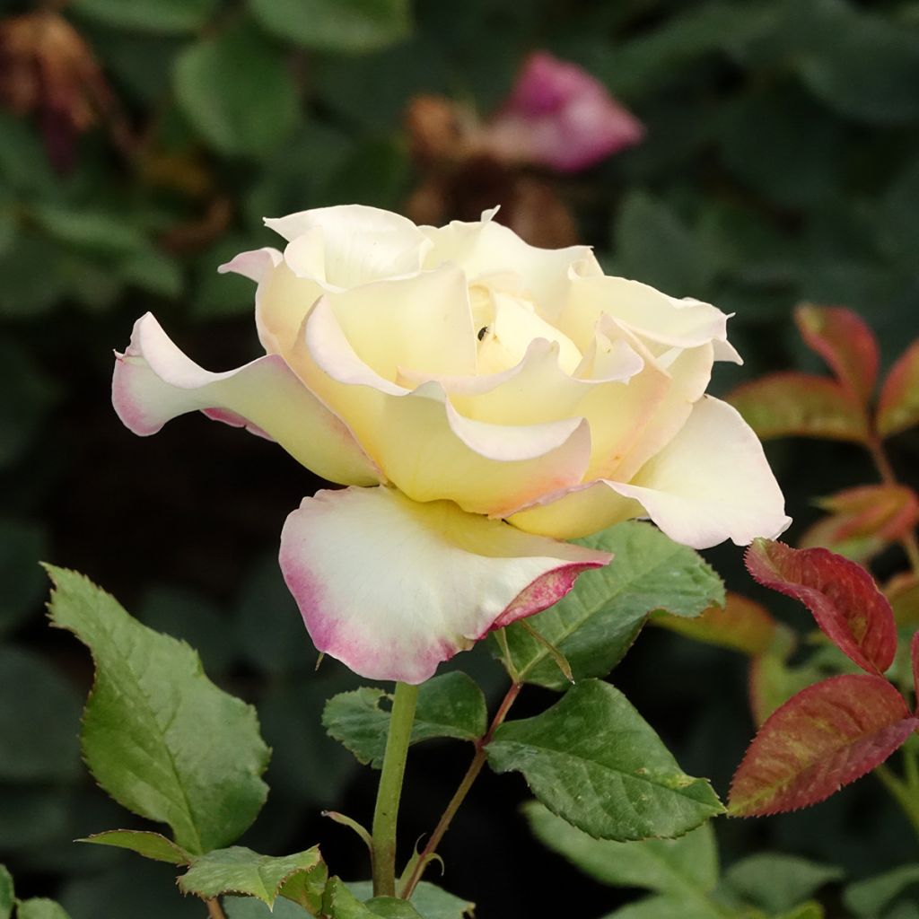 Floribundaruusu Flame Origami