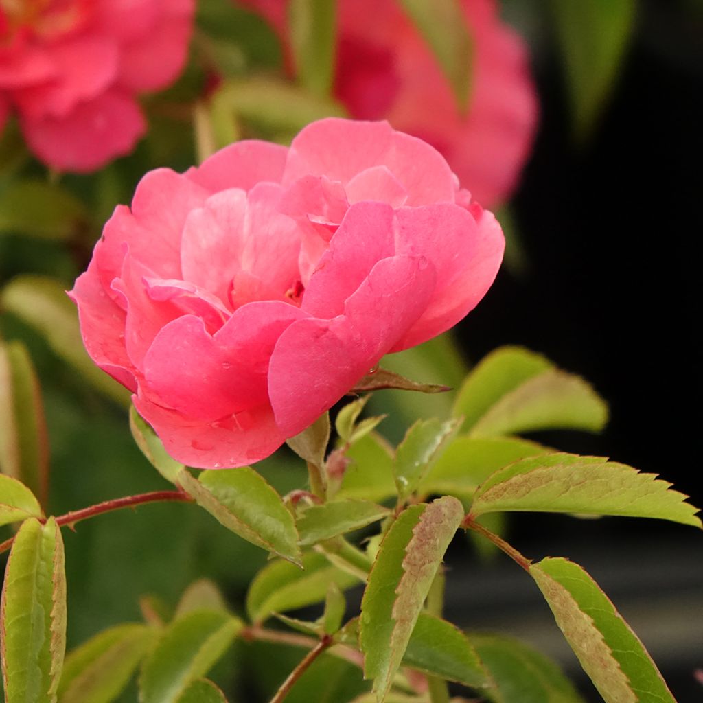 Floribundaruusu Folle Framboise