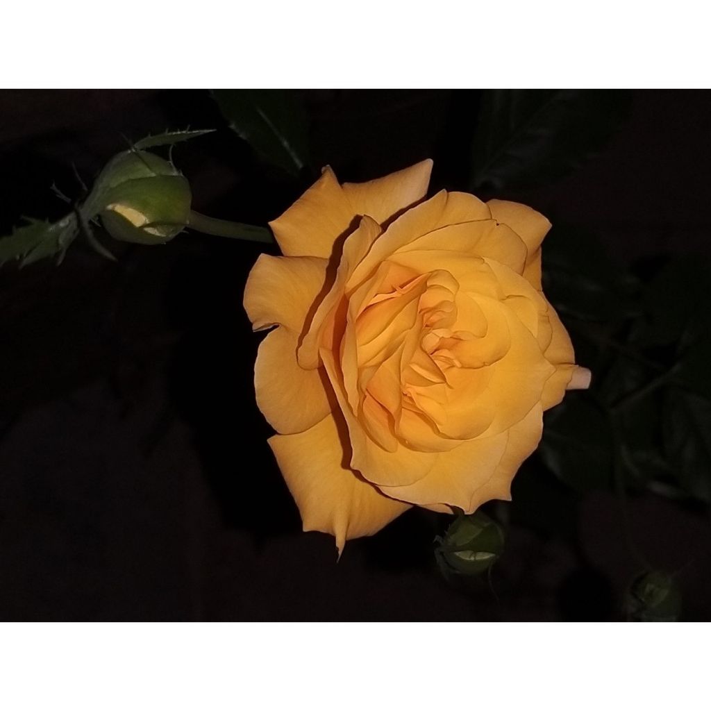 Floribundaruusu Friesia
