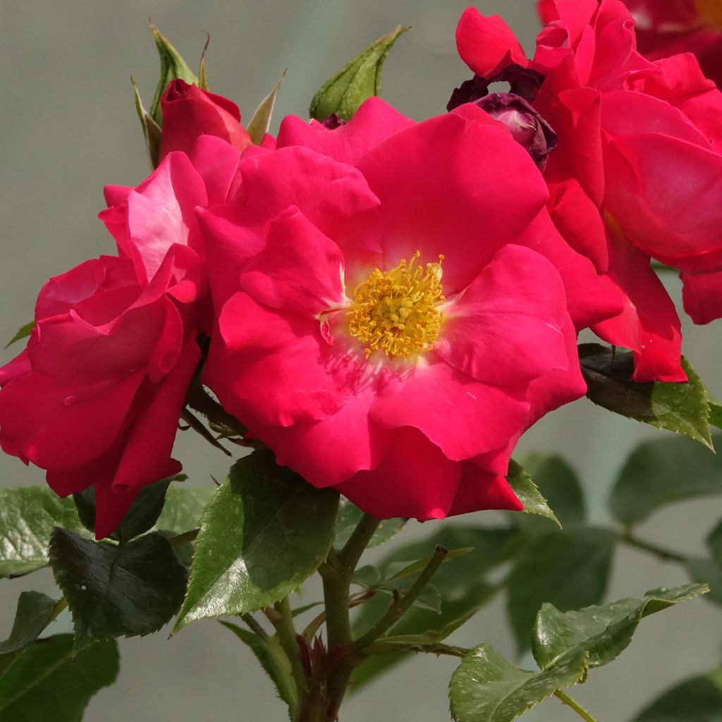 Floribundaruusu Garance