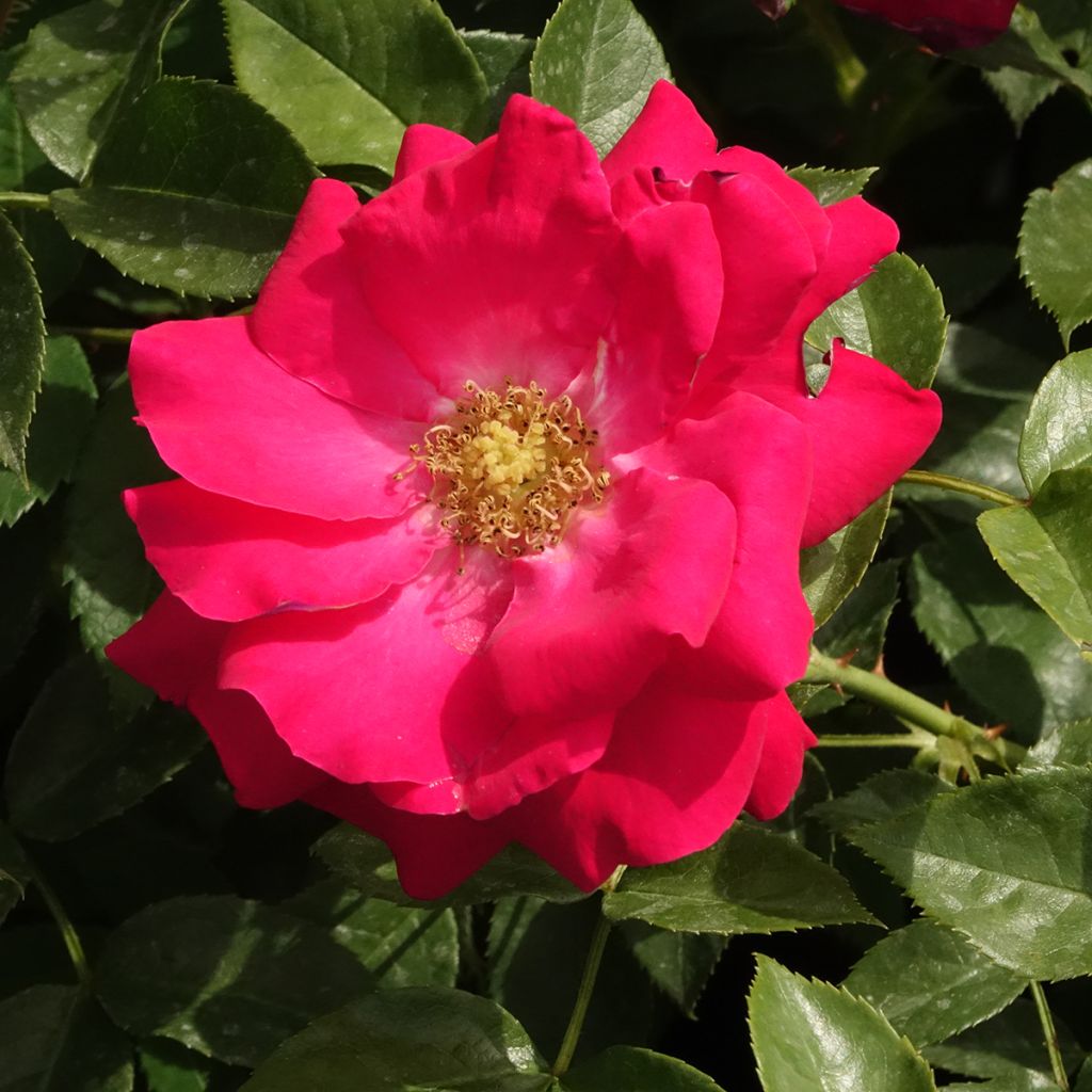 Floribundaruusu Garance