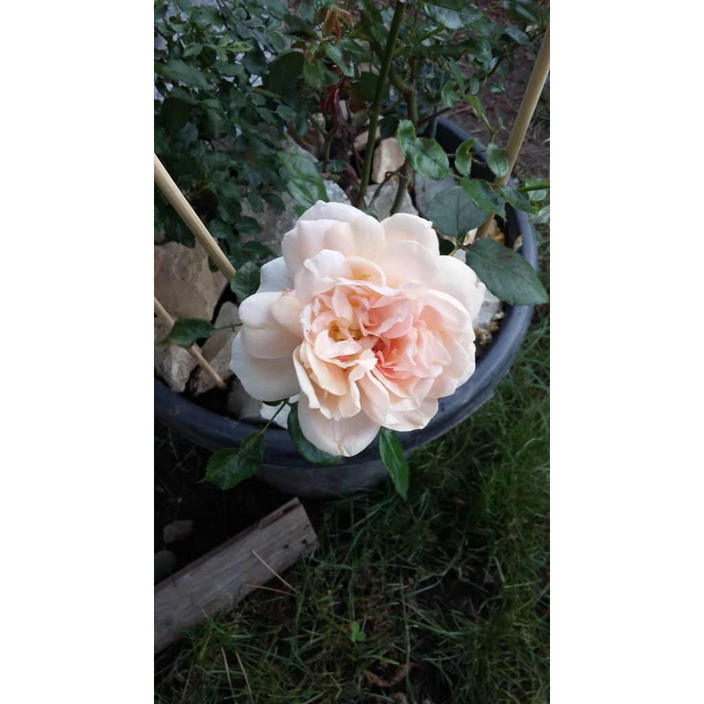 Ryhmäruusu Garden of Roses