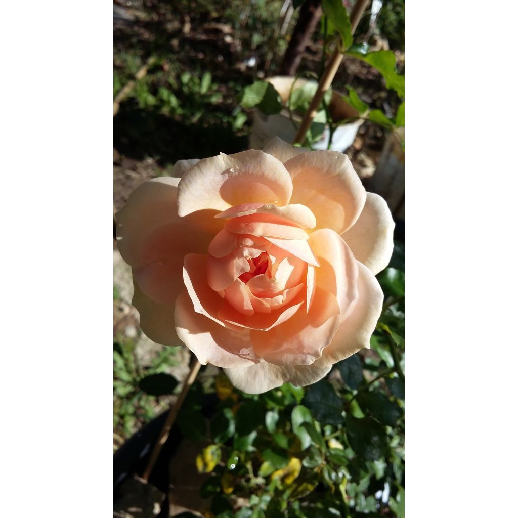 Ryhmäruusu Garden of Roses