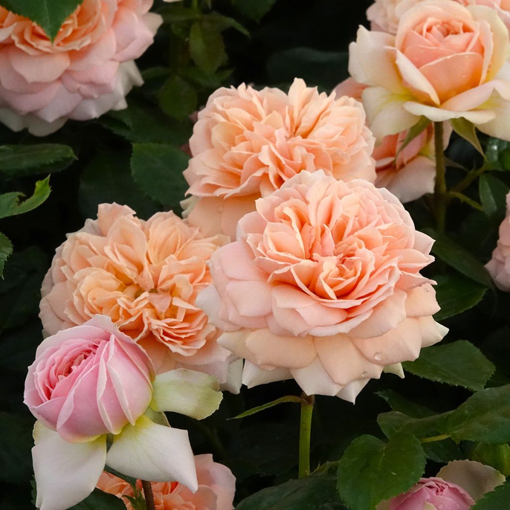 Ryhmäruusu Garden of Roses