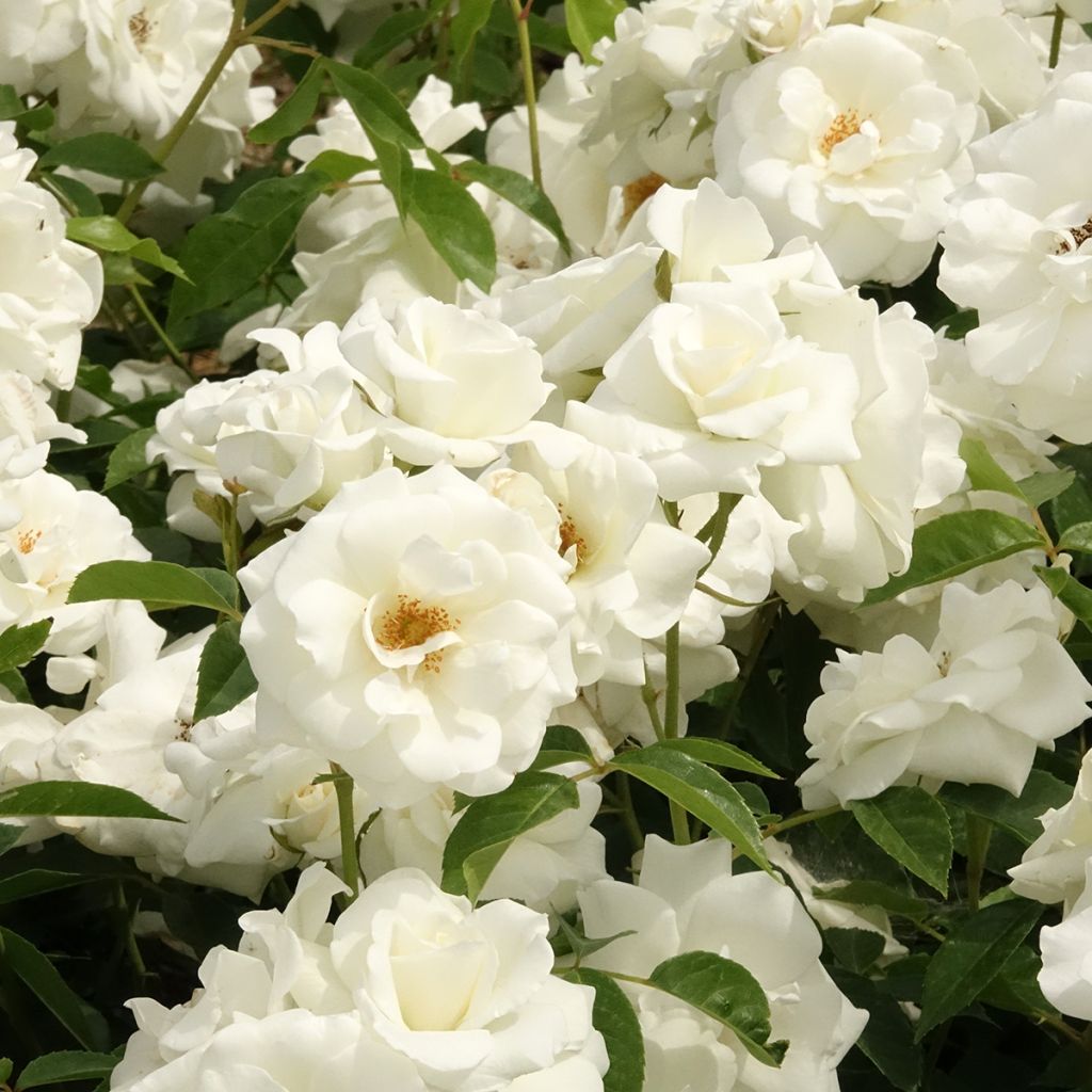Floribundaruusu Iceberg