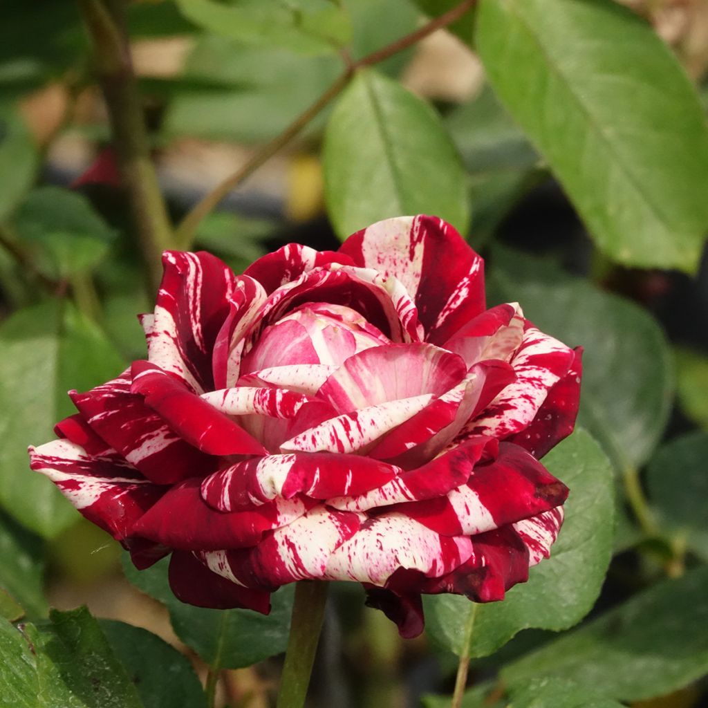 Floribundaruusu Julio Iglesias