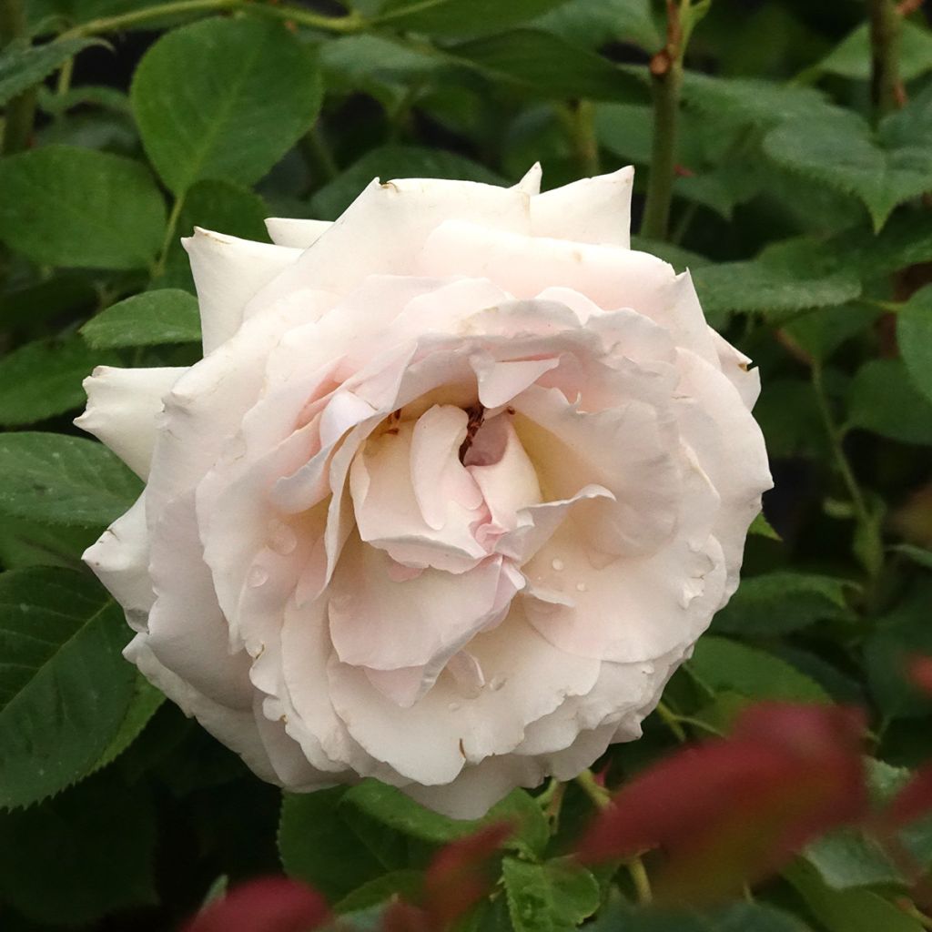 Floribundaruusu La Sauvagine Terre et Passion Delflorobla