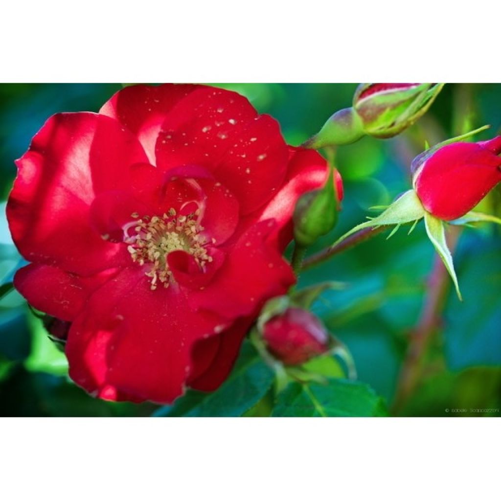 Floribundaruusu La Sevillana Meigekanu