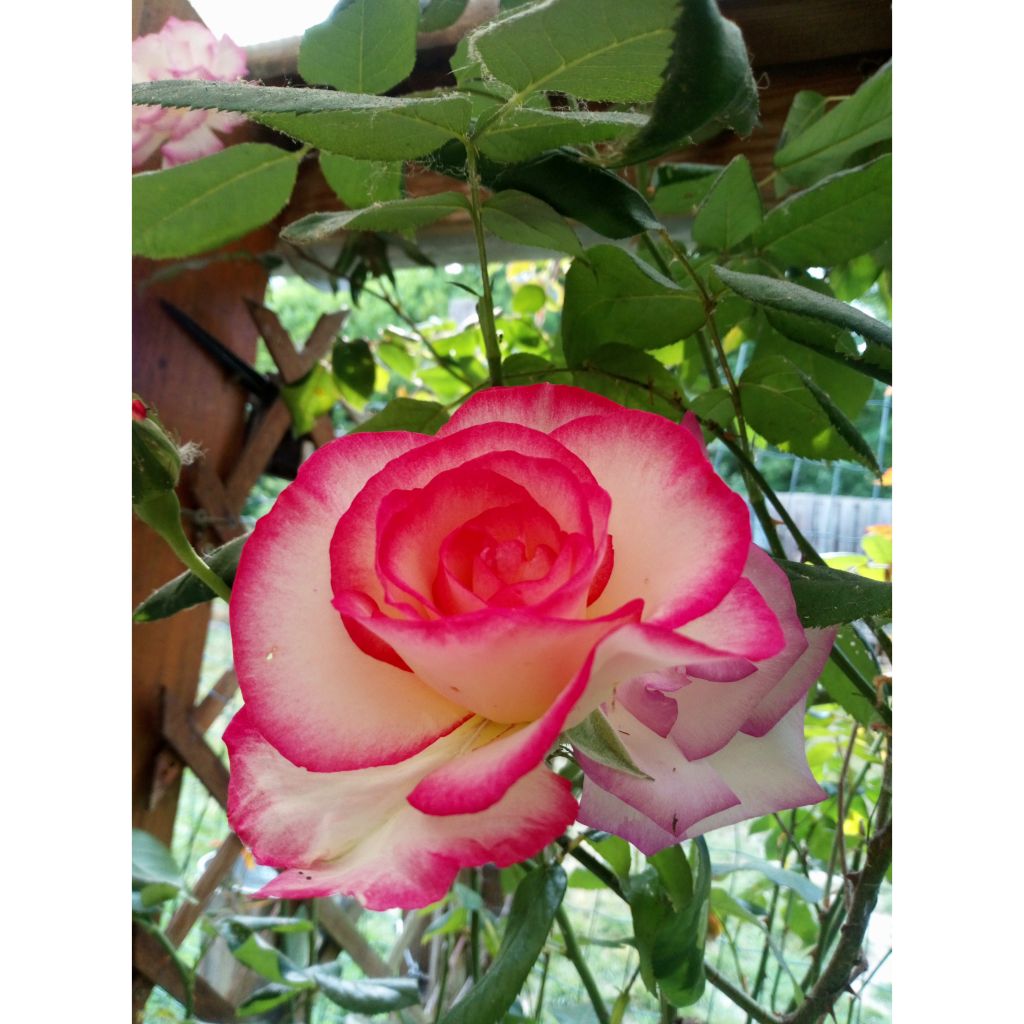 Floribundaruusu Laminuette