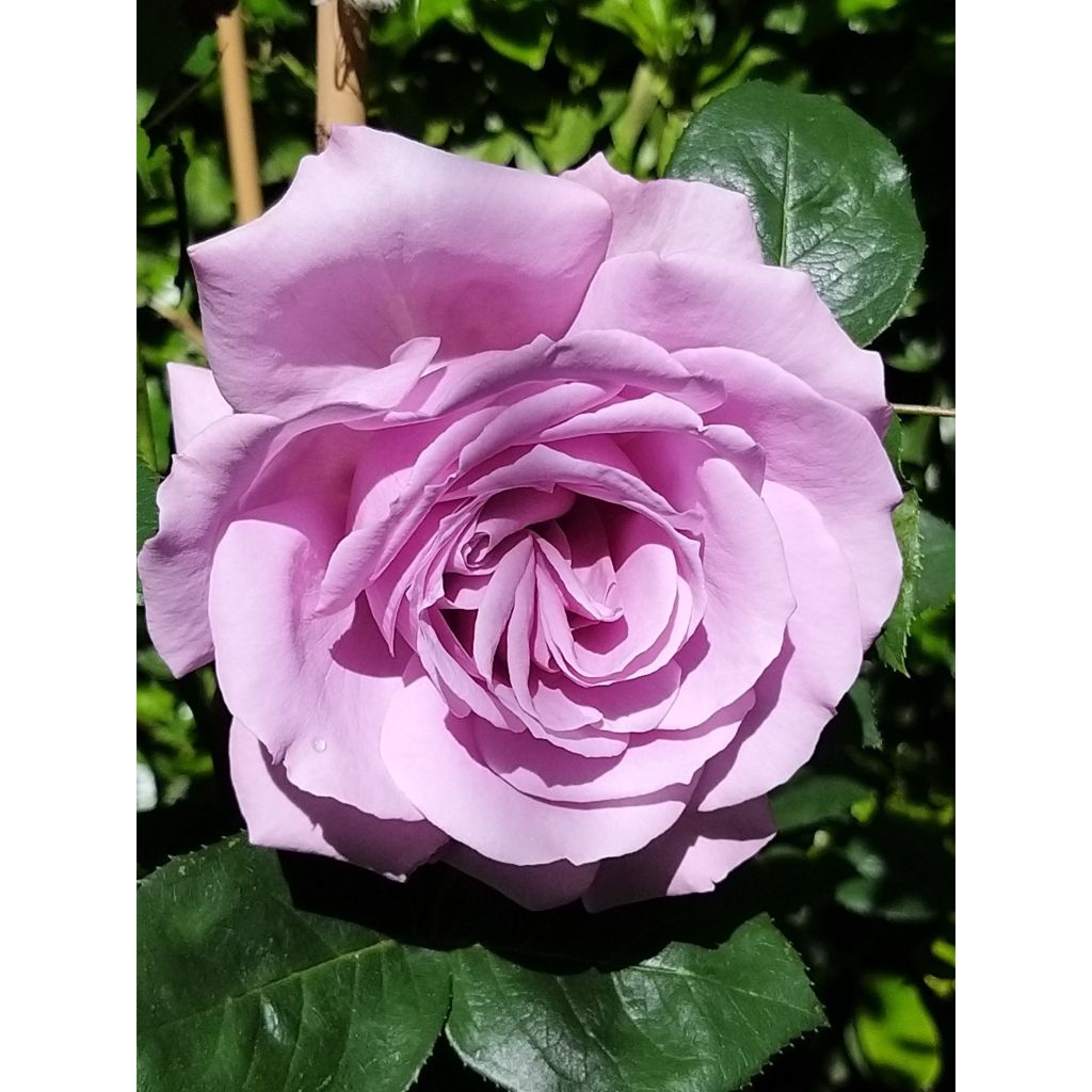 Floribundaruusu Love Song Weekstameda