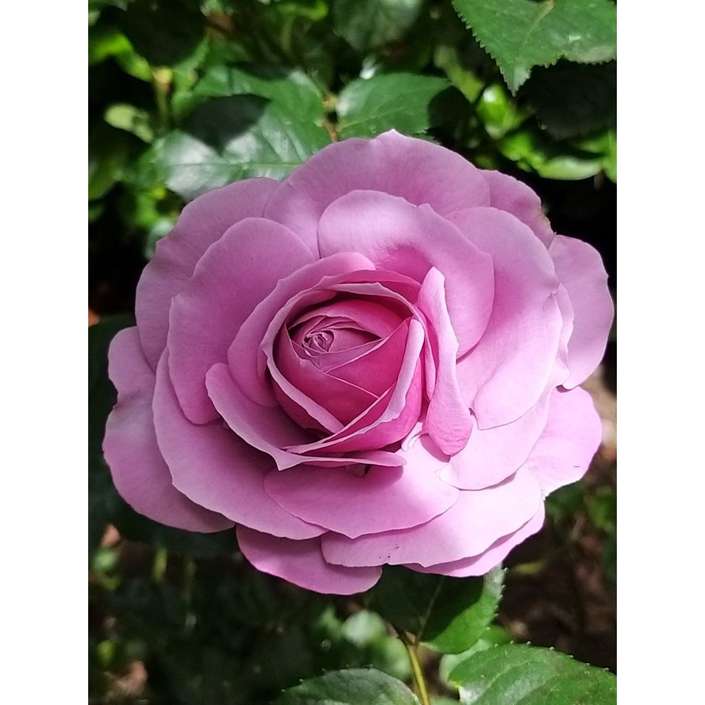 Floribundaruusu Love Song Weekstameda