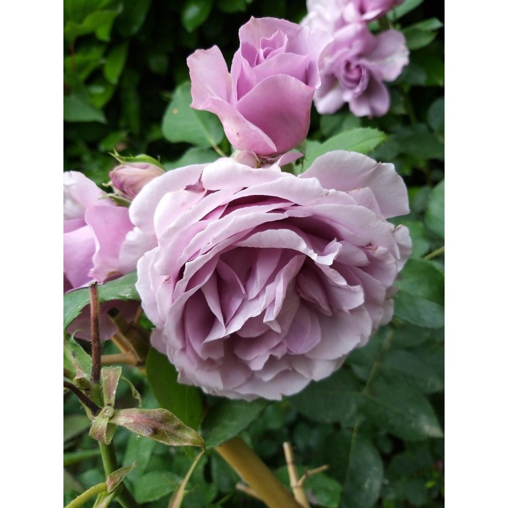 Floribundaruusu Love Song Weekstameda