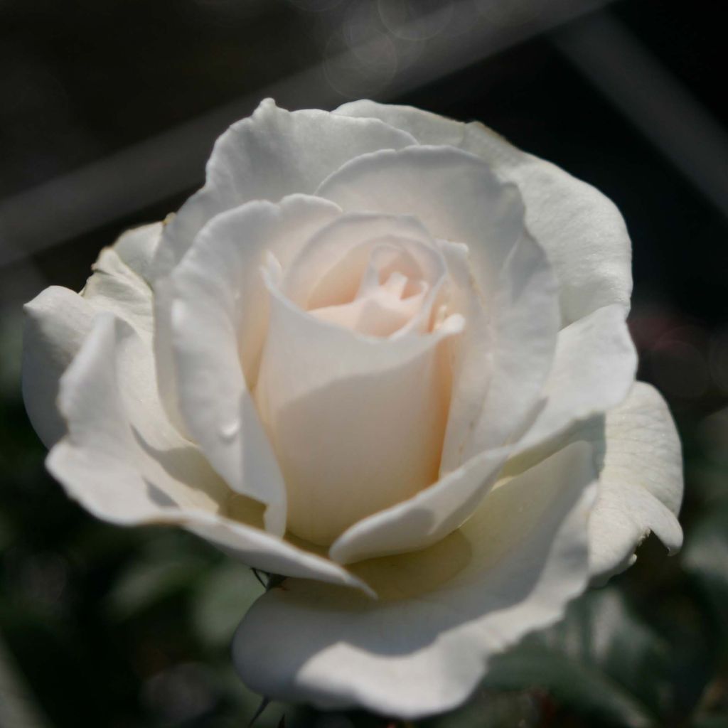 Floribundaruusu Margaret Merril HARkuly