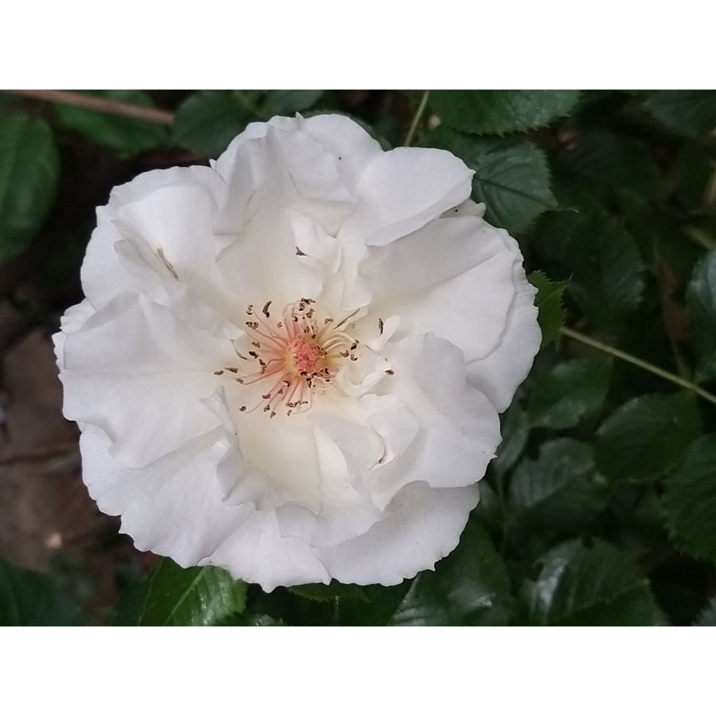 Floribundaruusu Margaret Merril HARkuly