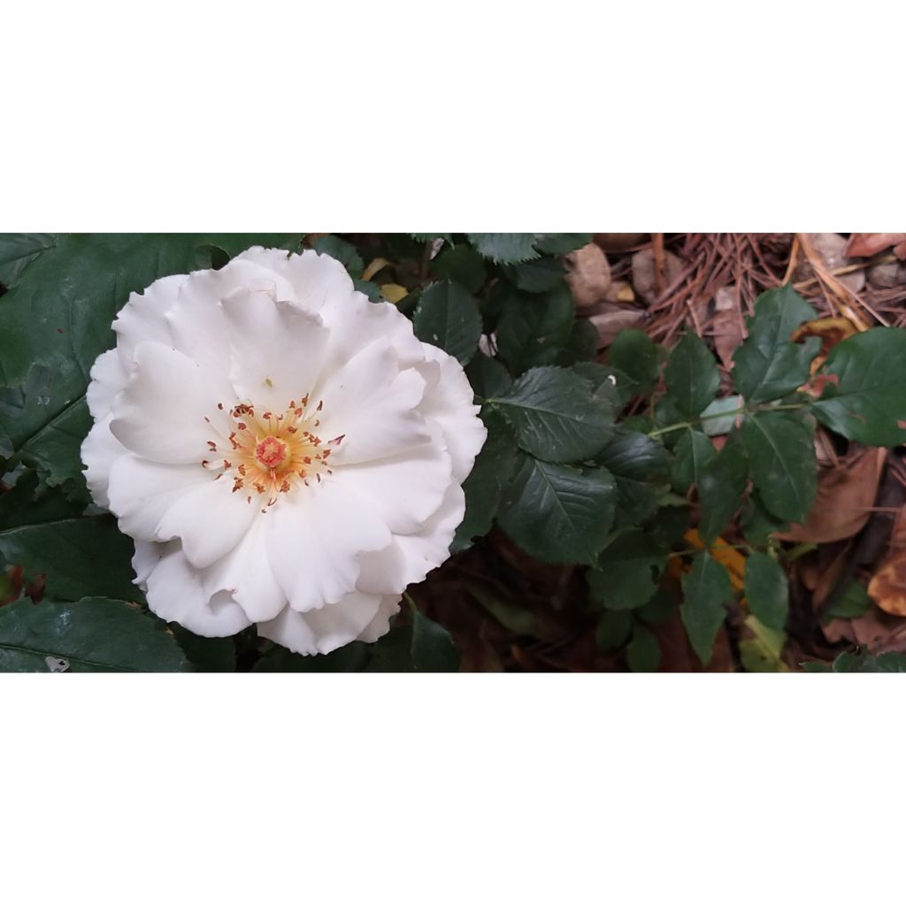 Floribundaruusu Margaret Merril HARkuly