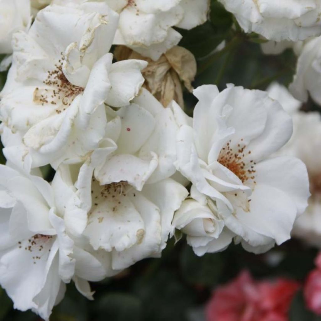 Floribundaruusu Maria Mathilda
