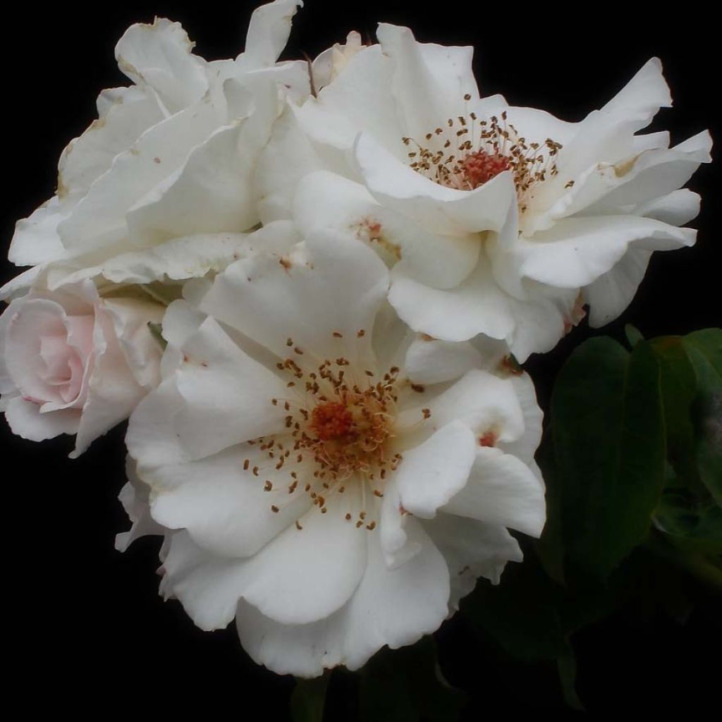 Floribundaruusu Maria Mathilda