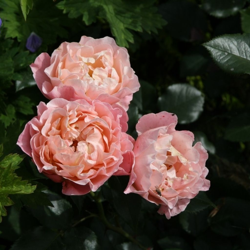 Floribundaruusu Marie Curie Meilomit