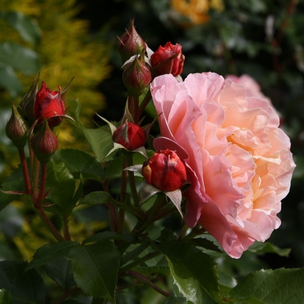 Floribundaruusu Marie Curie Meilomit
