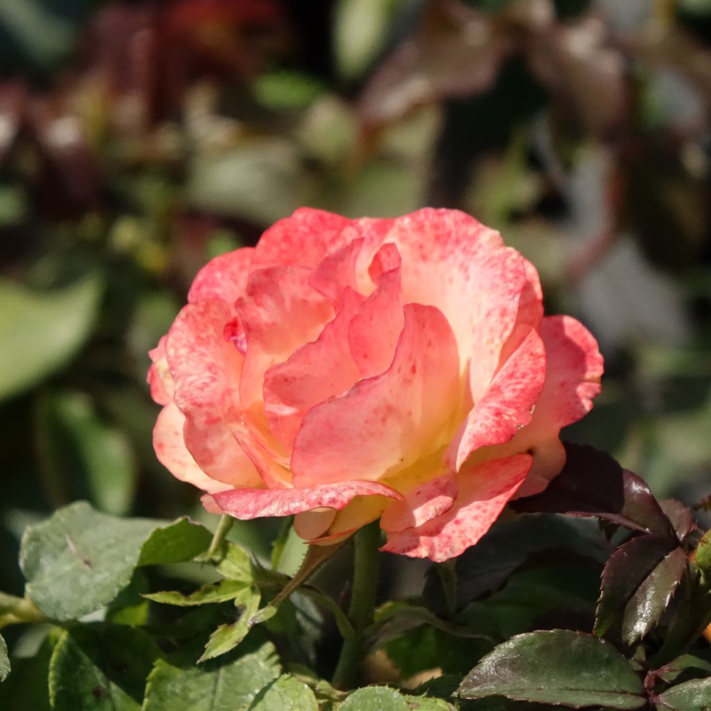 Floribundaruusu Message d'Espoir
