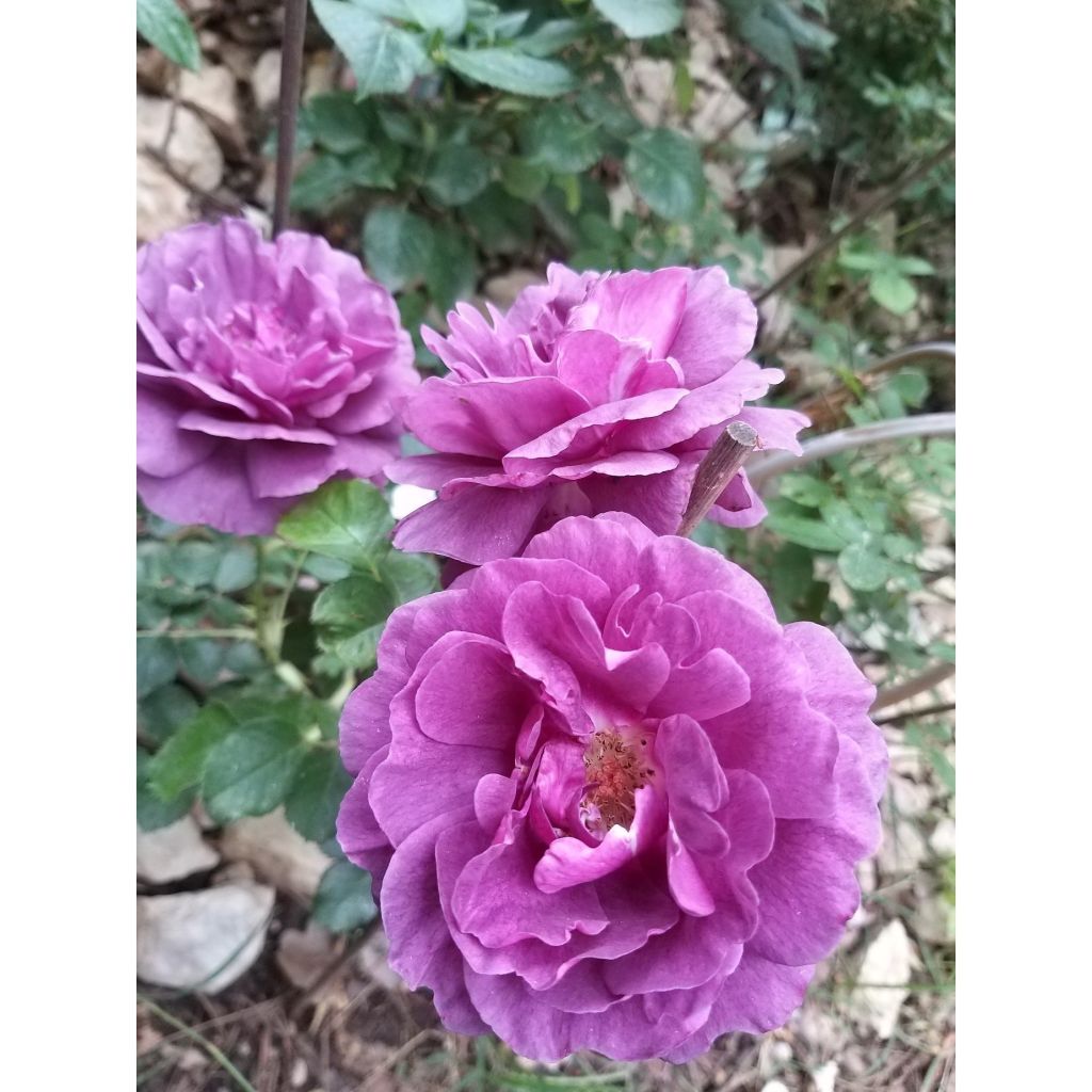 Floribundaruusu Minerva