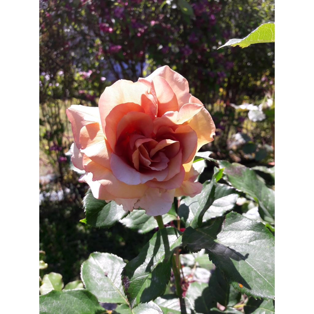 Floribundaruusu Mokarosa Frywitty