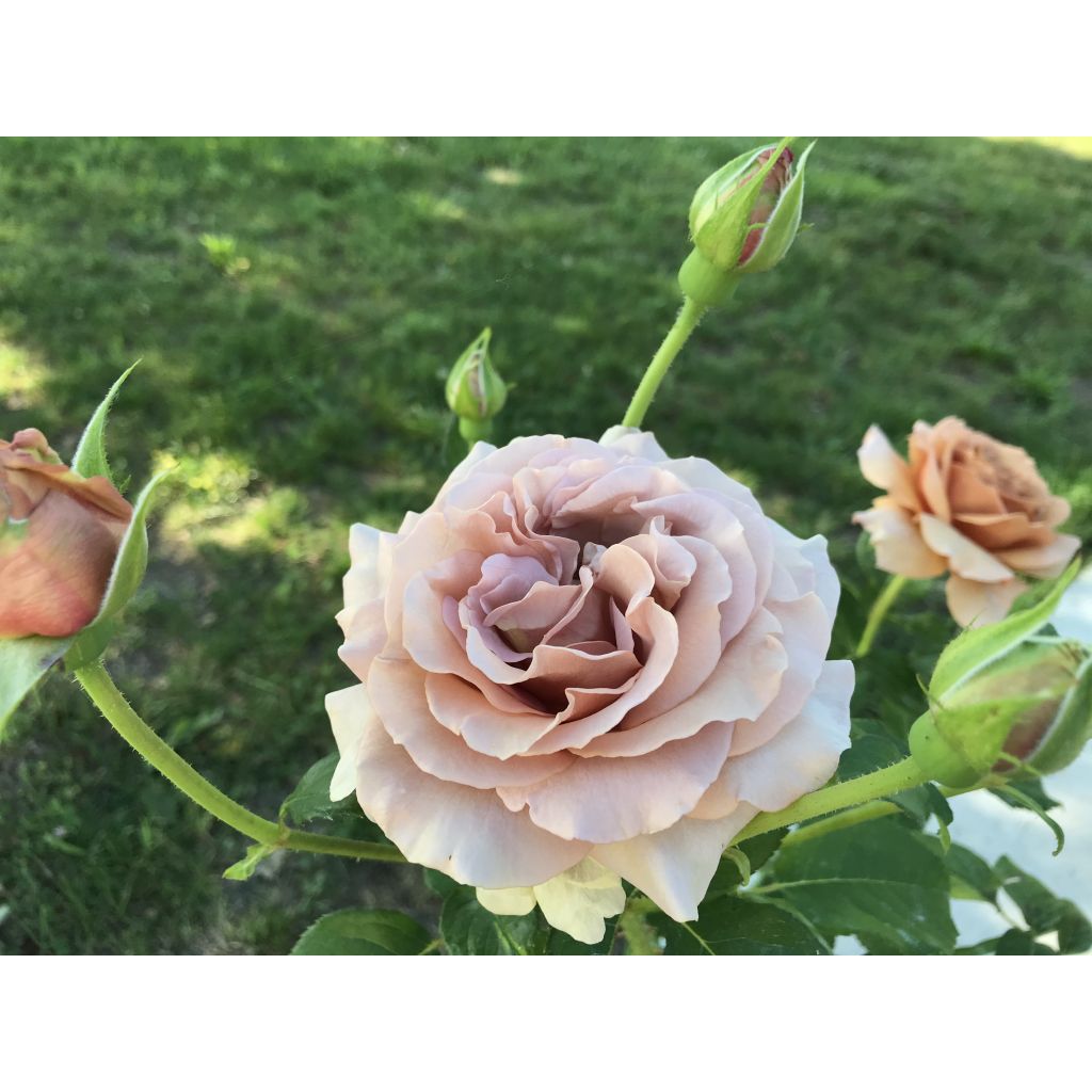 Floribundaruusu Mokarosa Frywitty