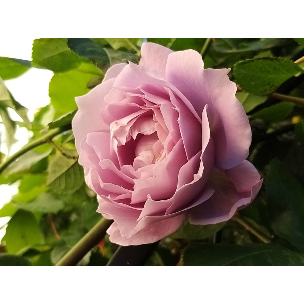 Floribundaruusu Novalis Korfriedhar
