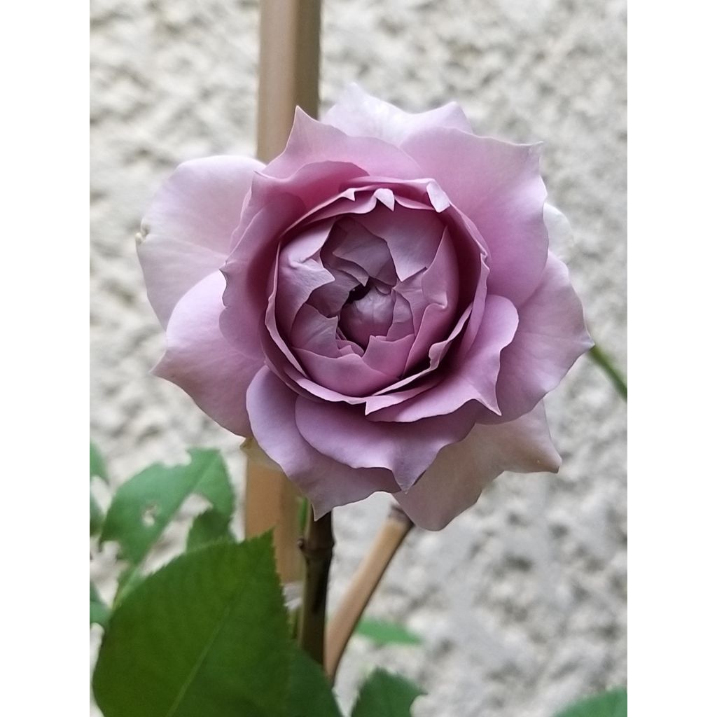 Floribundaruusu Novalis Korfriedhar
