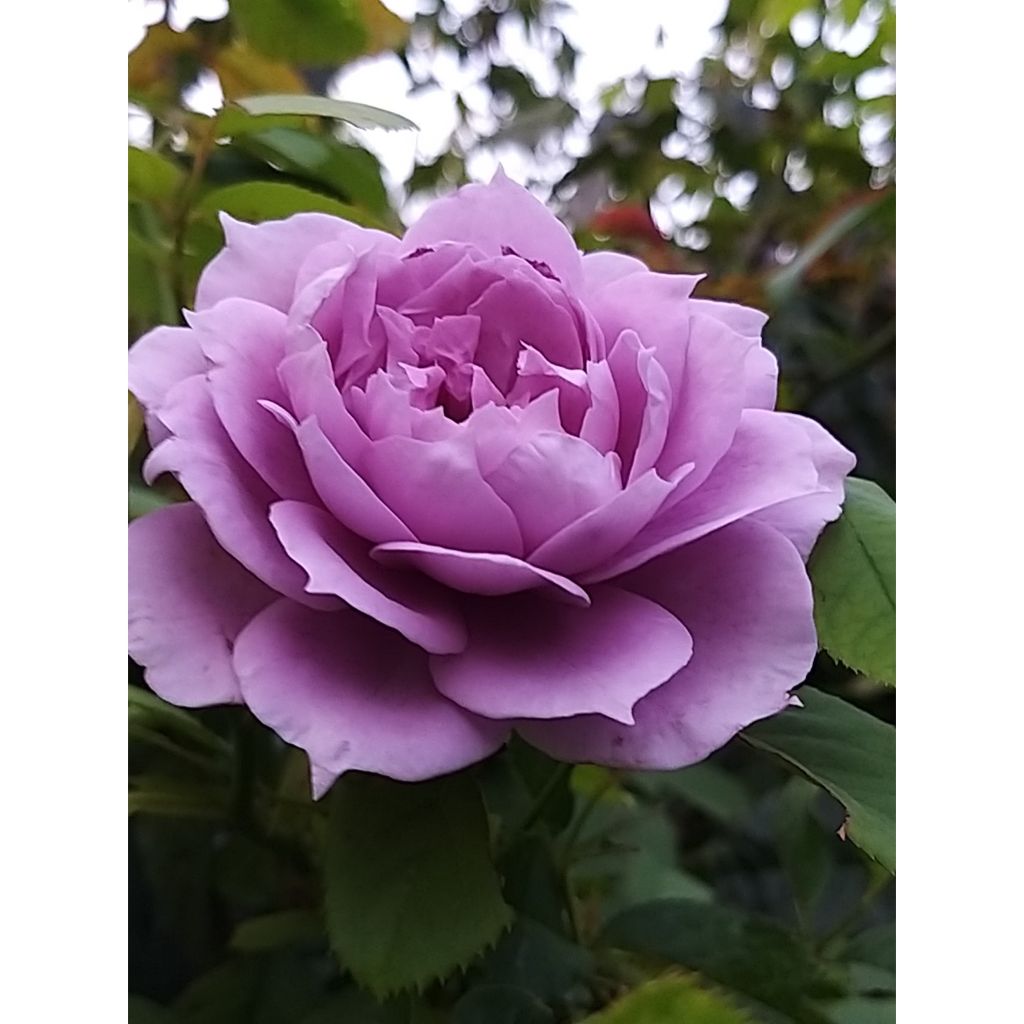 Floribundaruusu Novalis Korfriedhar