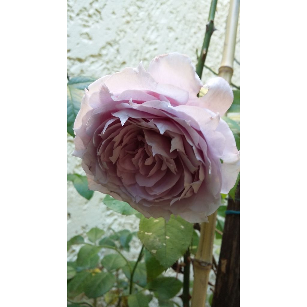 Floribundaruusu Novalis Korfriedhar